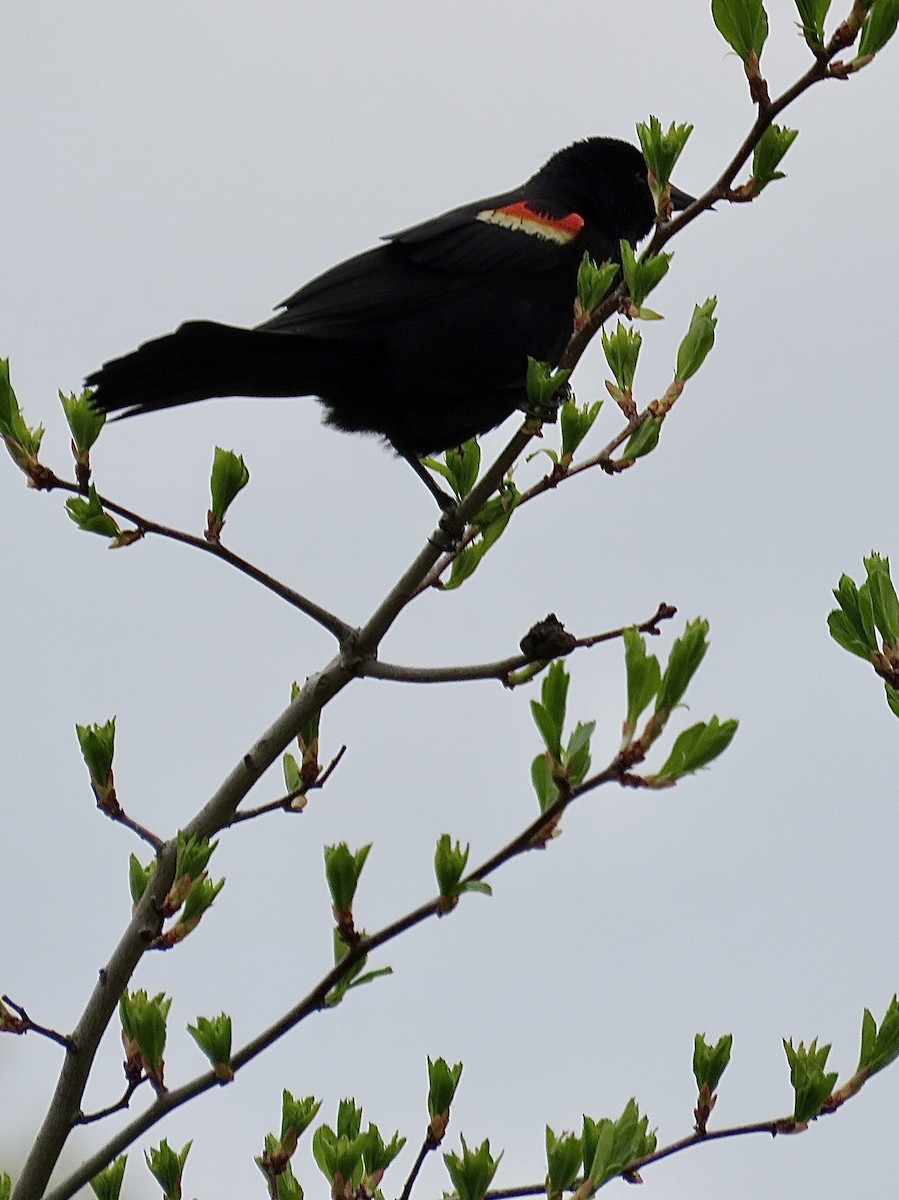 Red-winged Blackbird - ML643300539