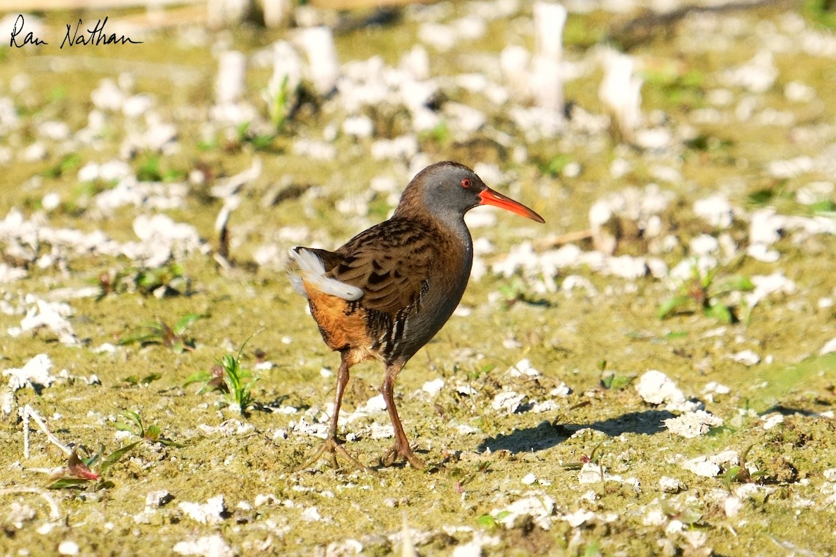 Water Rail - ML643300540