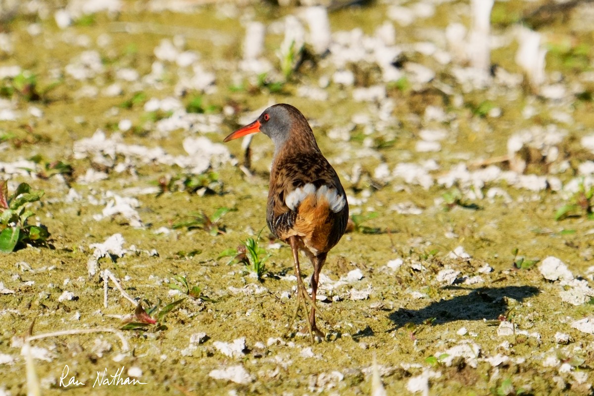 Water Rail - ML643300541