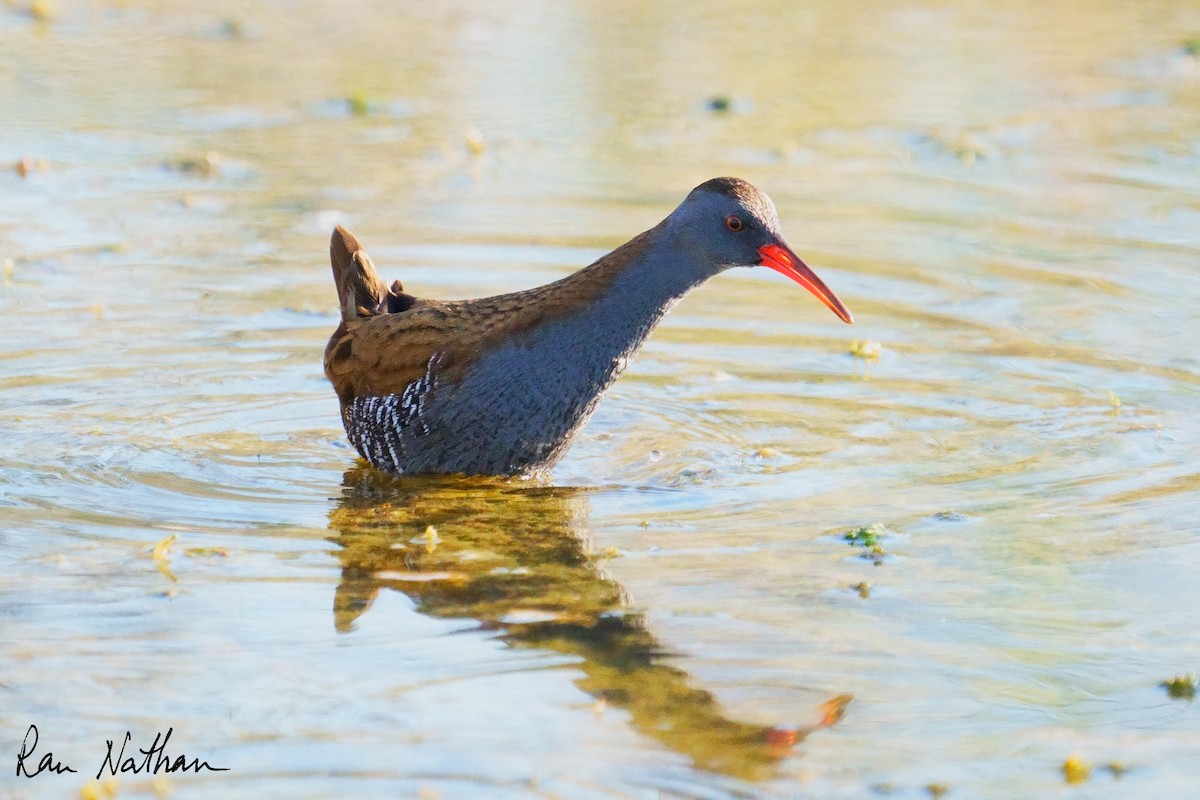 Water Rail - ML643300542