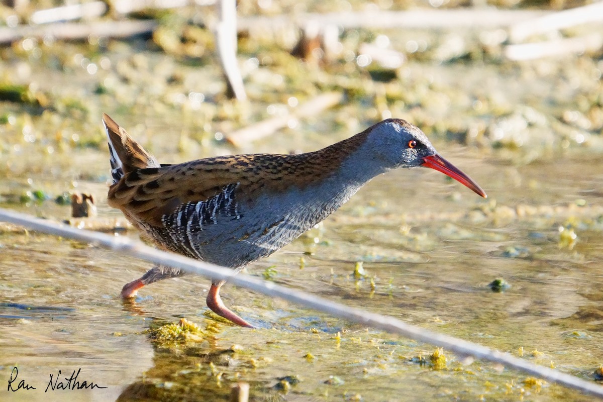 Water Rail - ML643300543