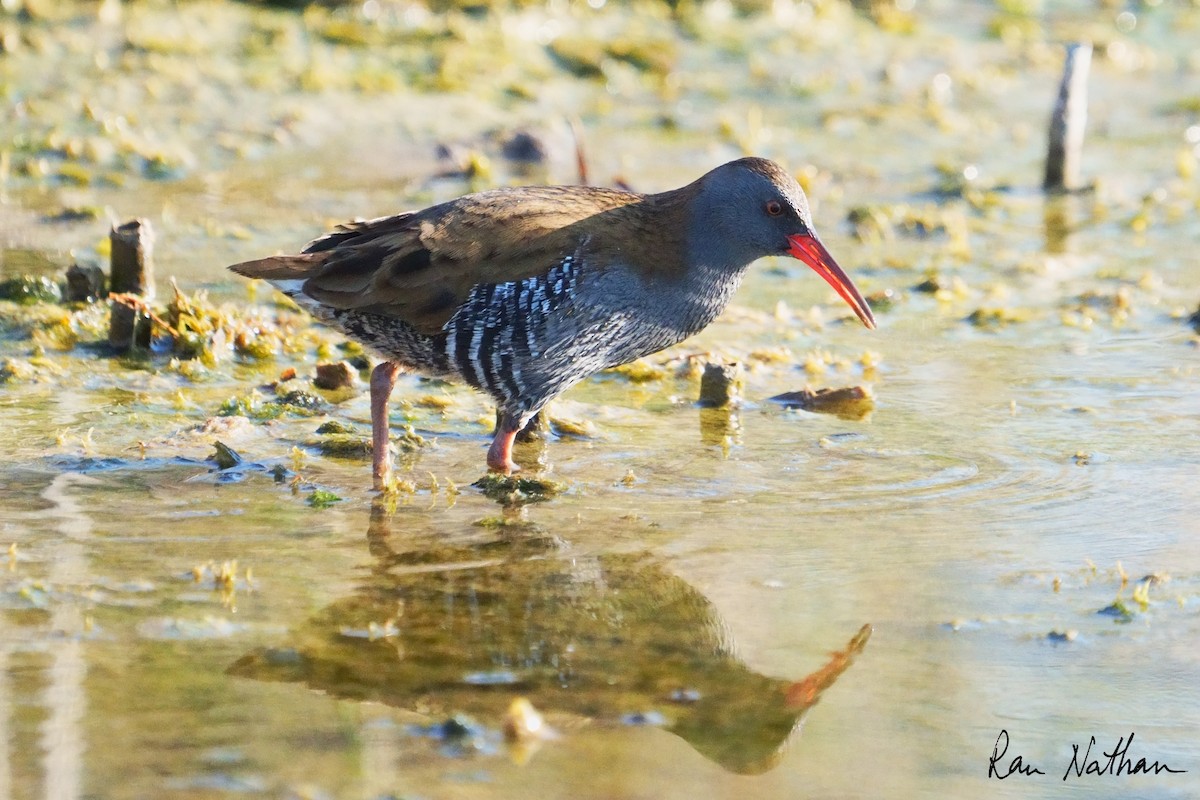 Water Rail - ML643300544