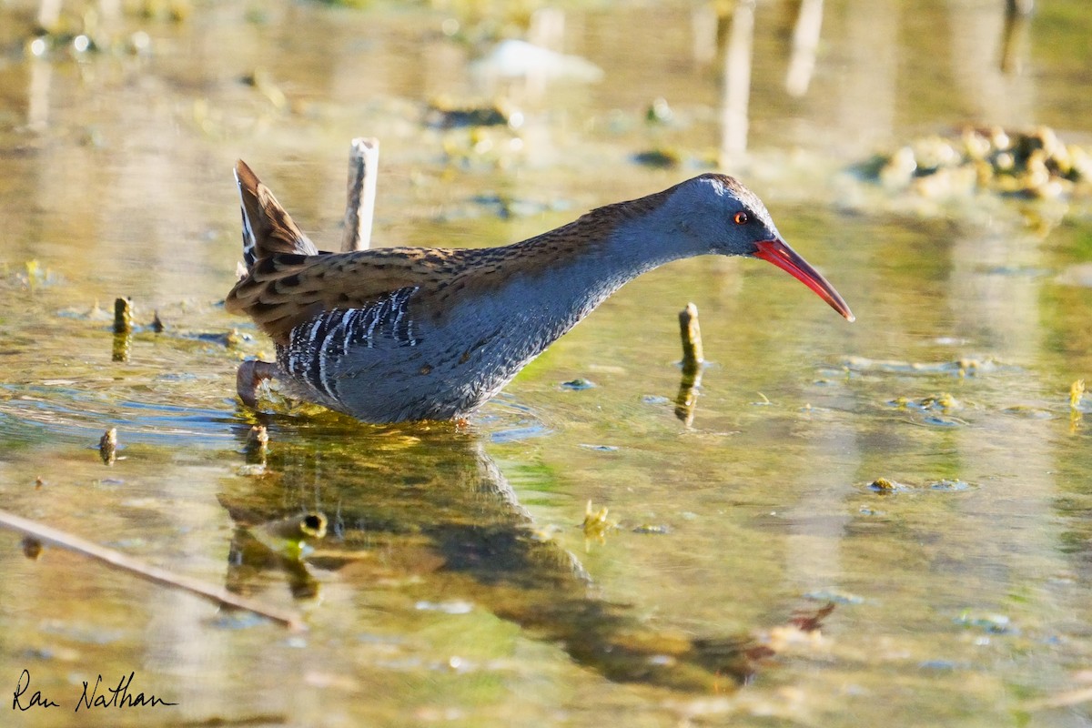 Water Rail - ML643300545