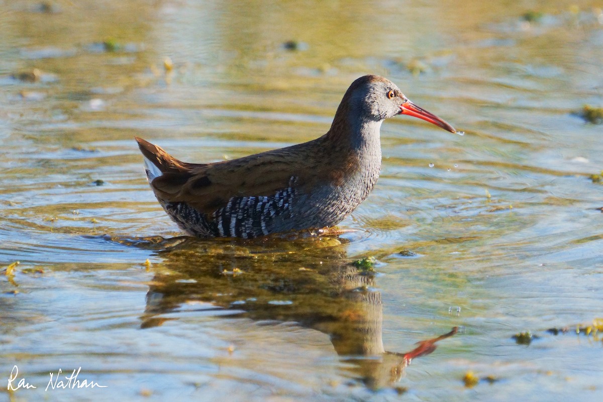 Water Rail - ML643300546