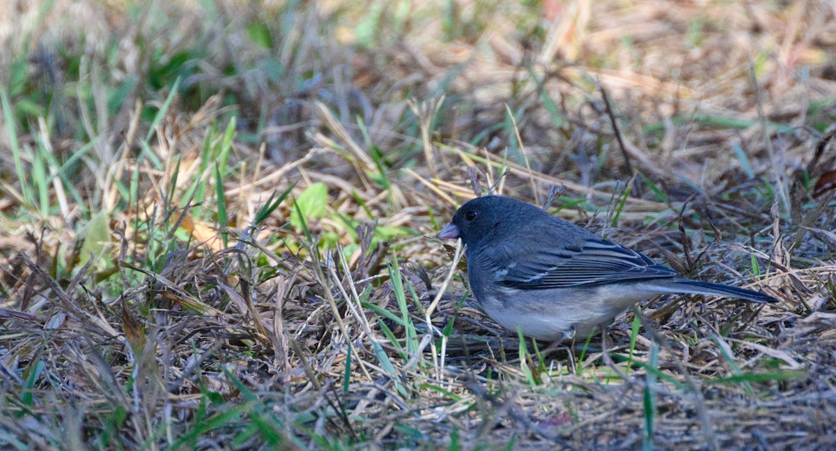 Junco ardoisé (hyemalis/carolinensis) - ML643300554