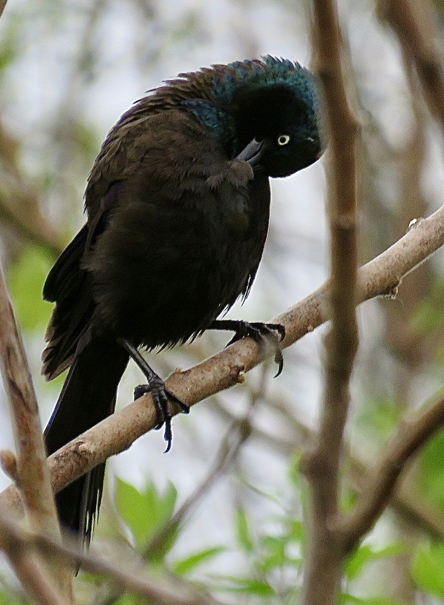 Common Grackle - ML643300563