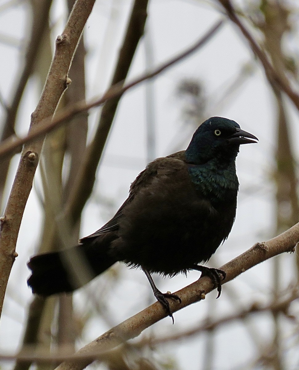 Common Grackle - ML643300564