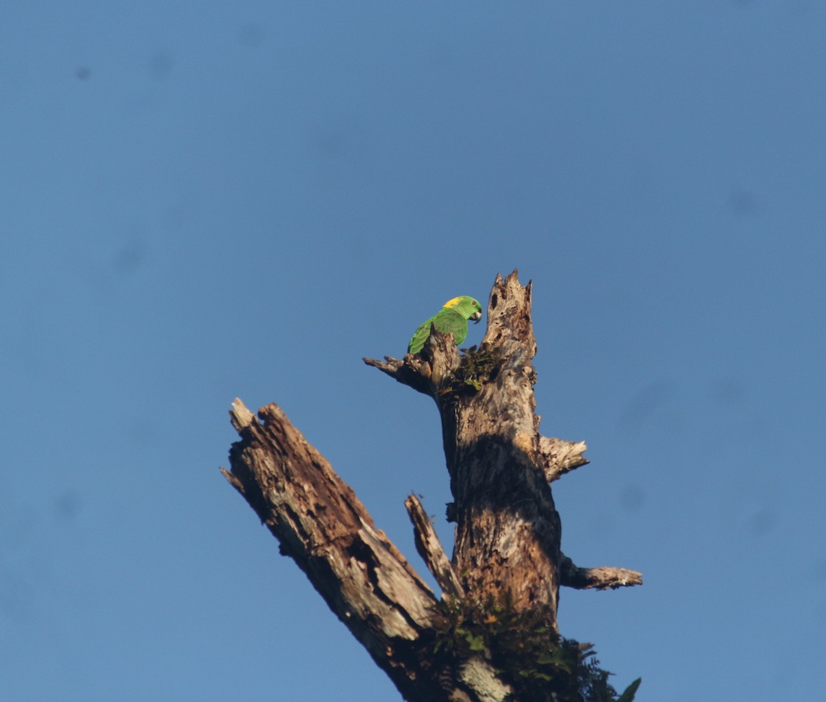 Yellow-naped Amazon - ML643300577