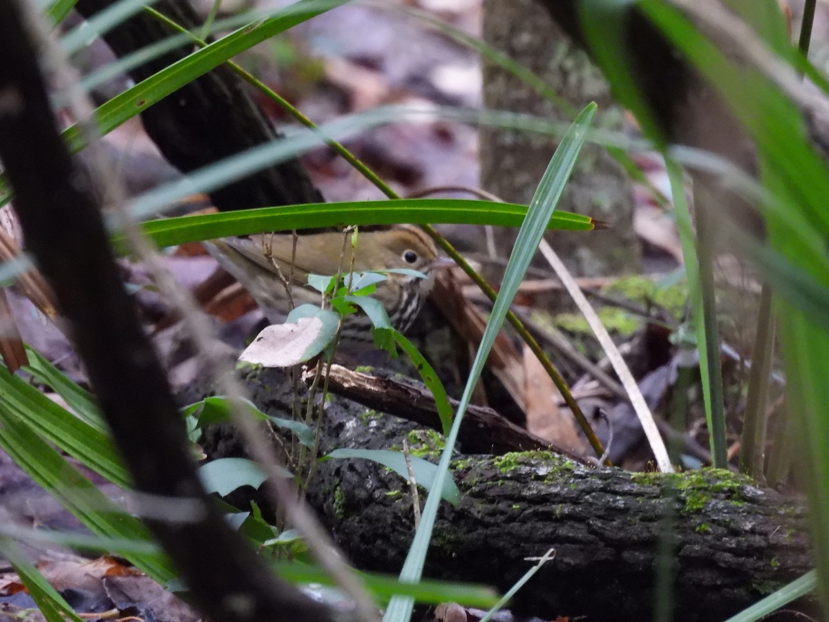 Ovenbird - ML643300583