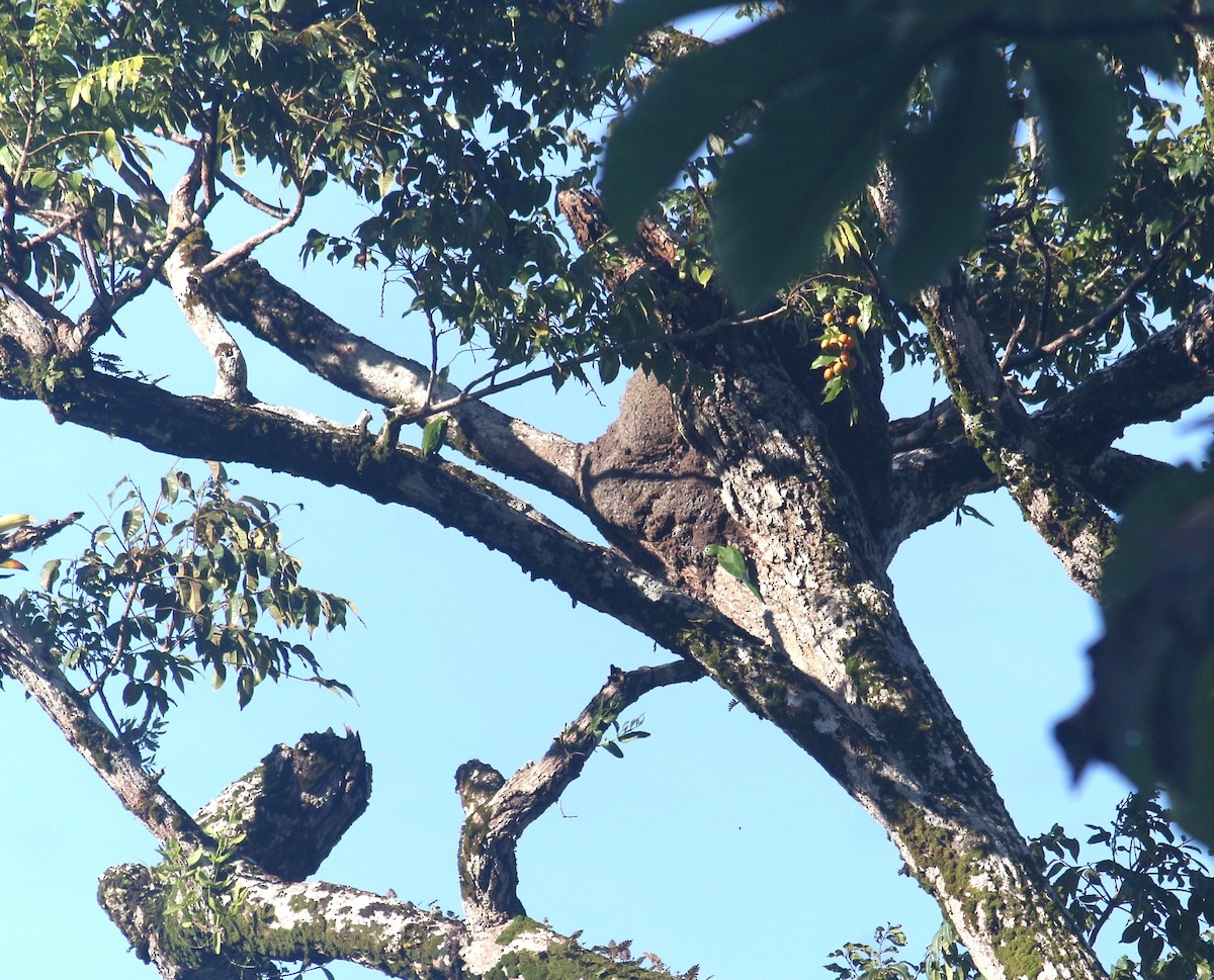 Olive-throated Parakeet - ML643300598