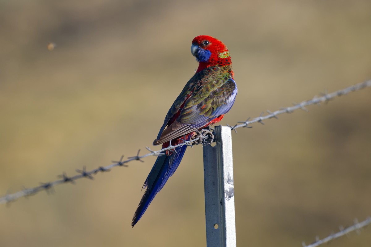 Rosella cremisi - ML643300599