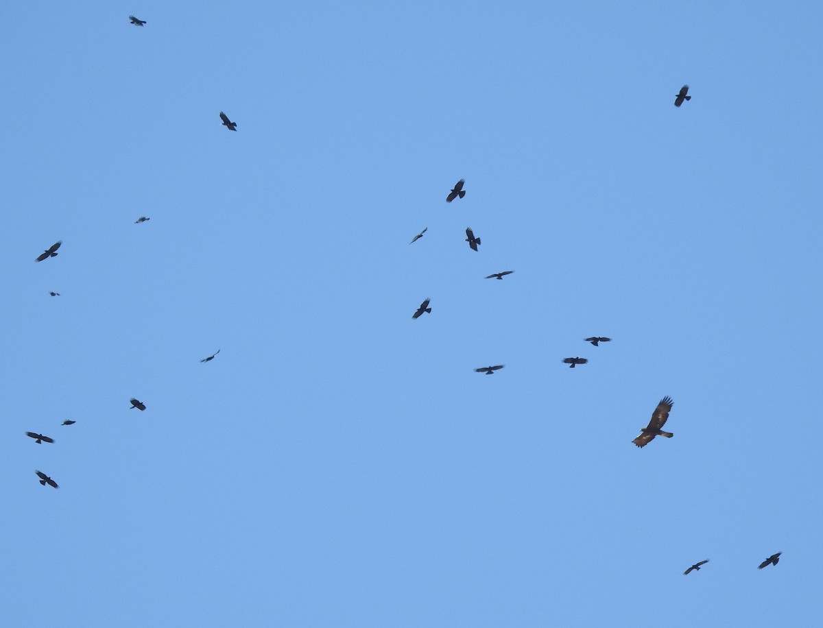 Aquila reale - ML643300617