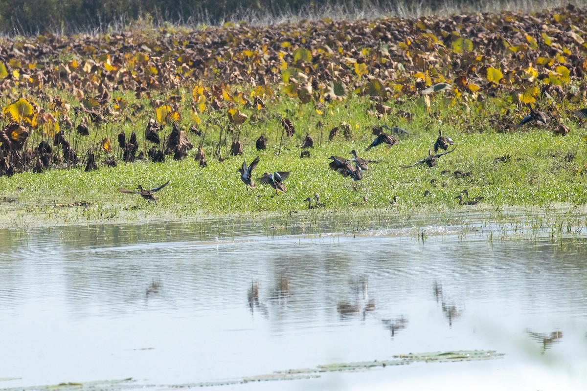 Blue-winged Teal - ML643300621