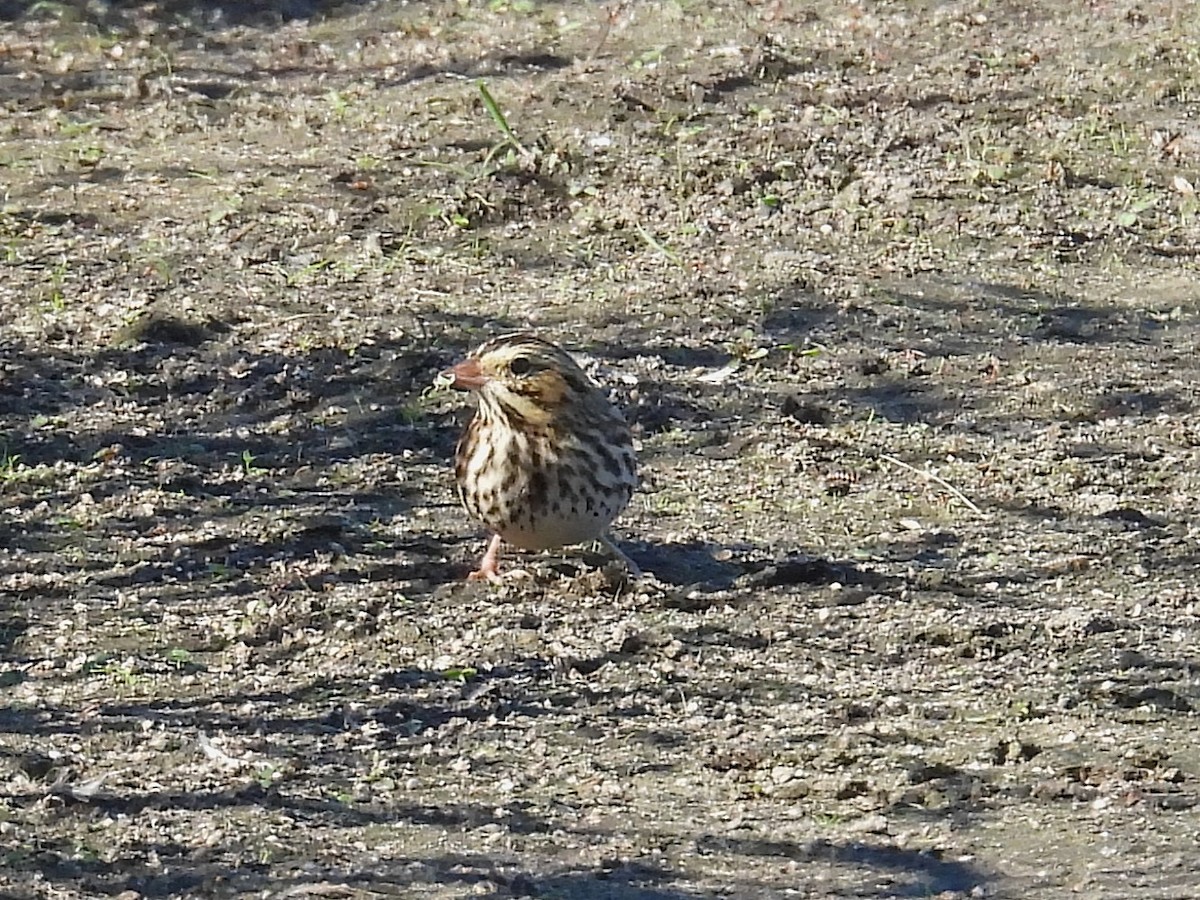 Savannah Sparrow - ML643300622