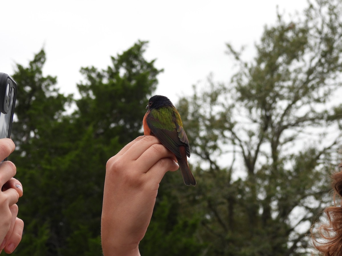 Painted Bunting - ML643300633