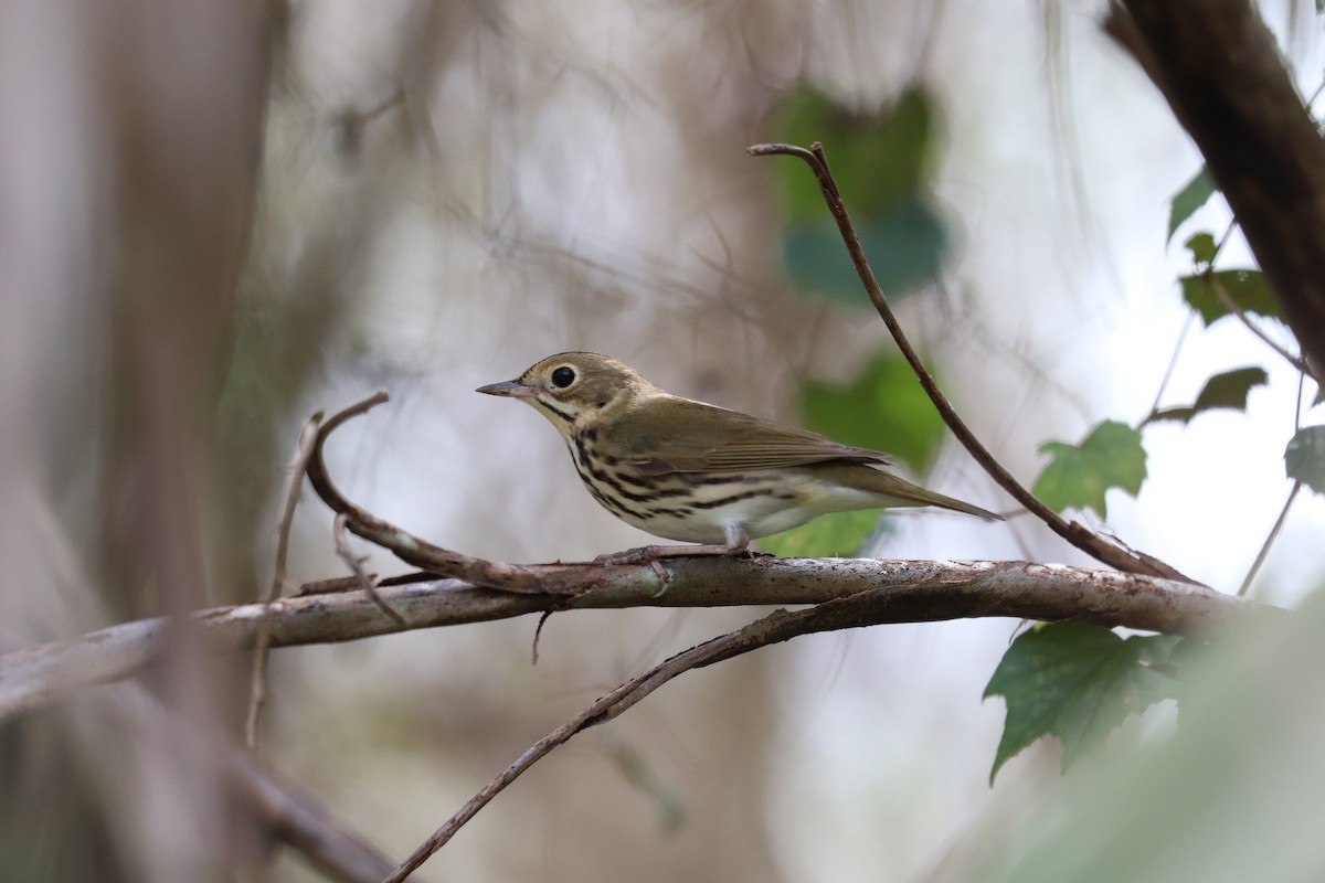 Ovenbird - ML643300661