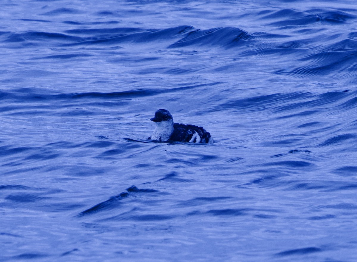 Guillemot colombin - ML643300681