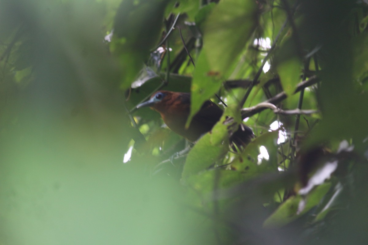 Bare-crowned Antbird - ML643300682