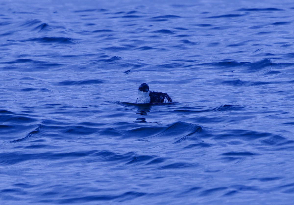 Guillemot colombin - ML643300683