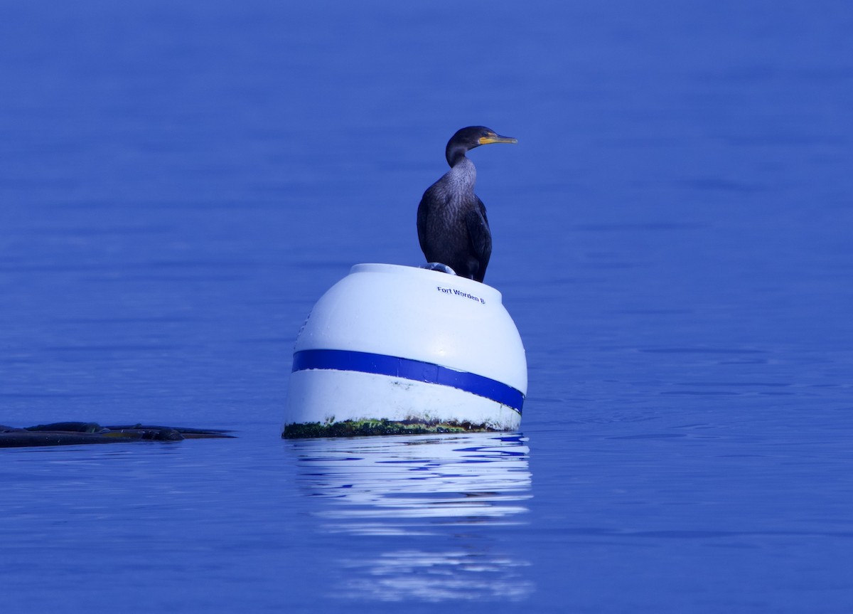 Cormorán Orejudo - ML643300704
