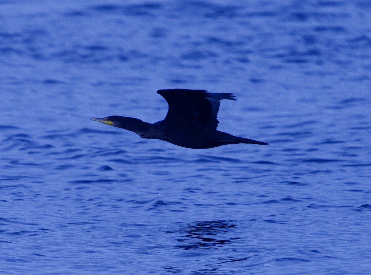 Cormorán Orejudo - ML643300707