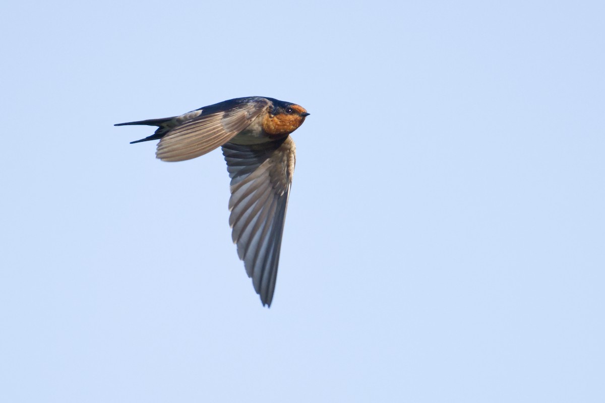 Golondrina Australiana - ML643300726