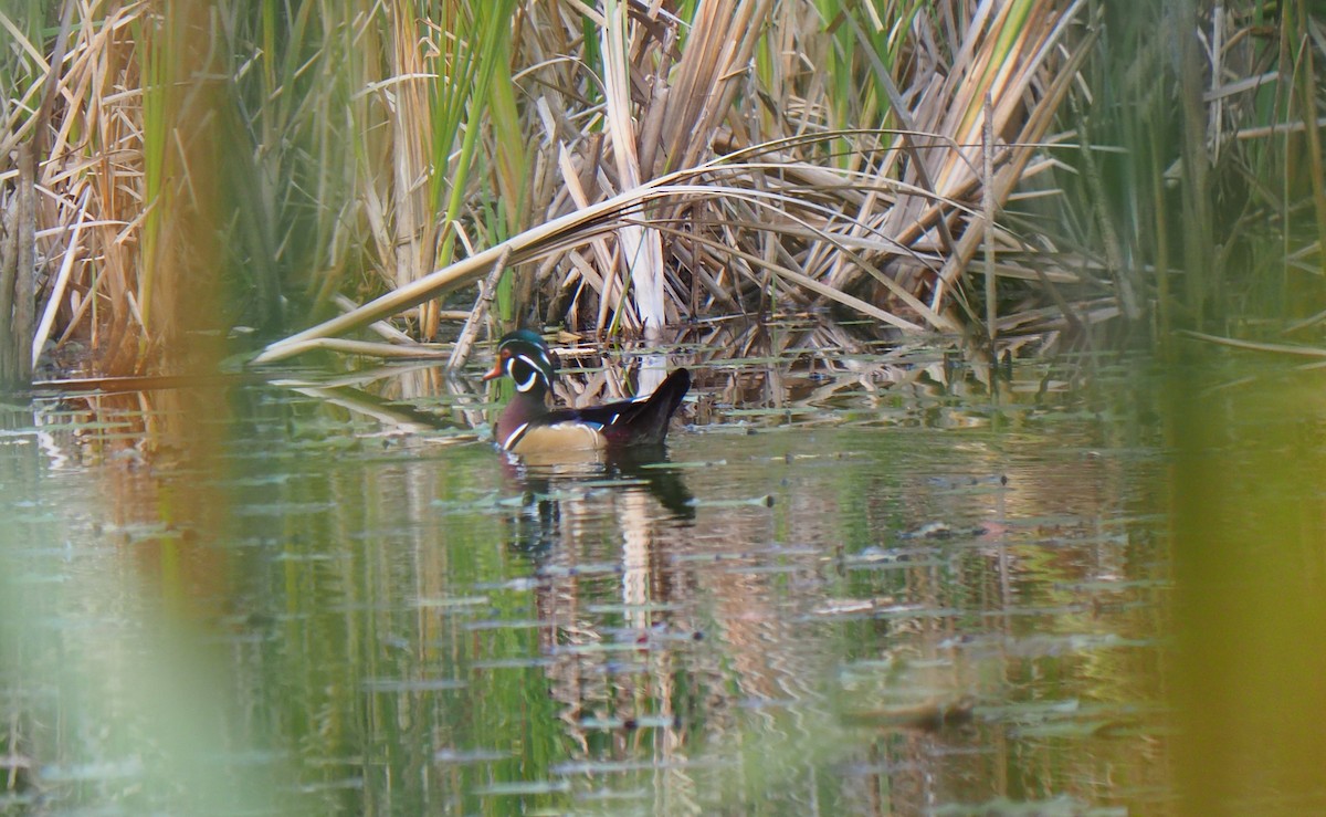 Pato Joyuyo - ML643300731