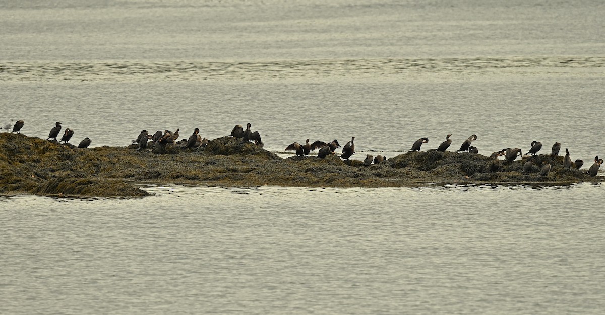 Cormorán Orejudo - ML643300736
