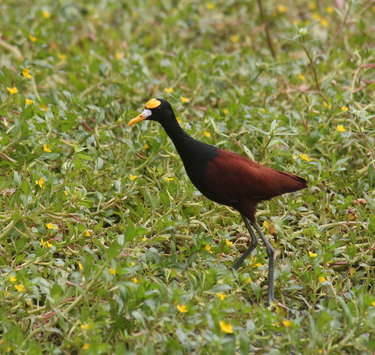 Jacana Centroamericana - ML643300740
