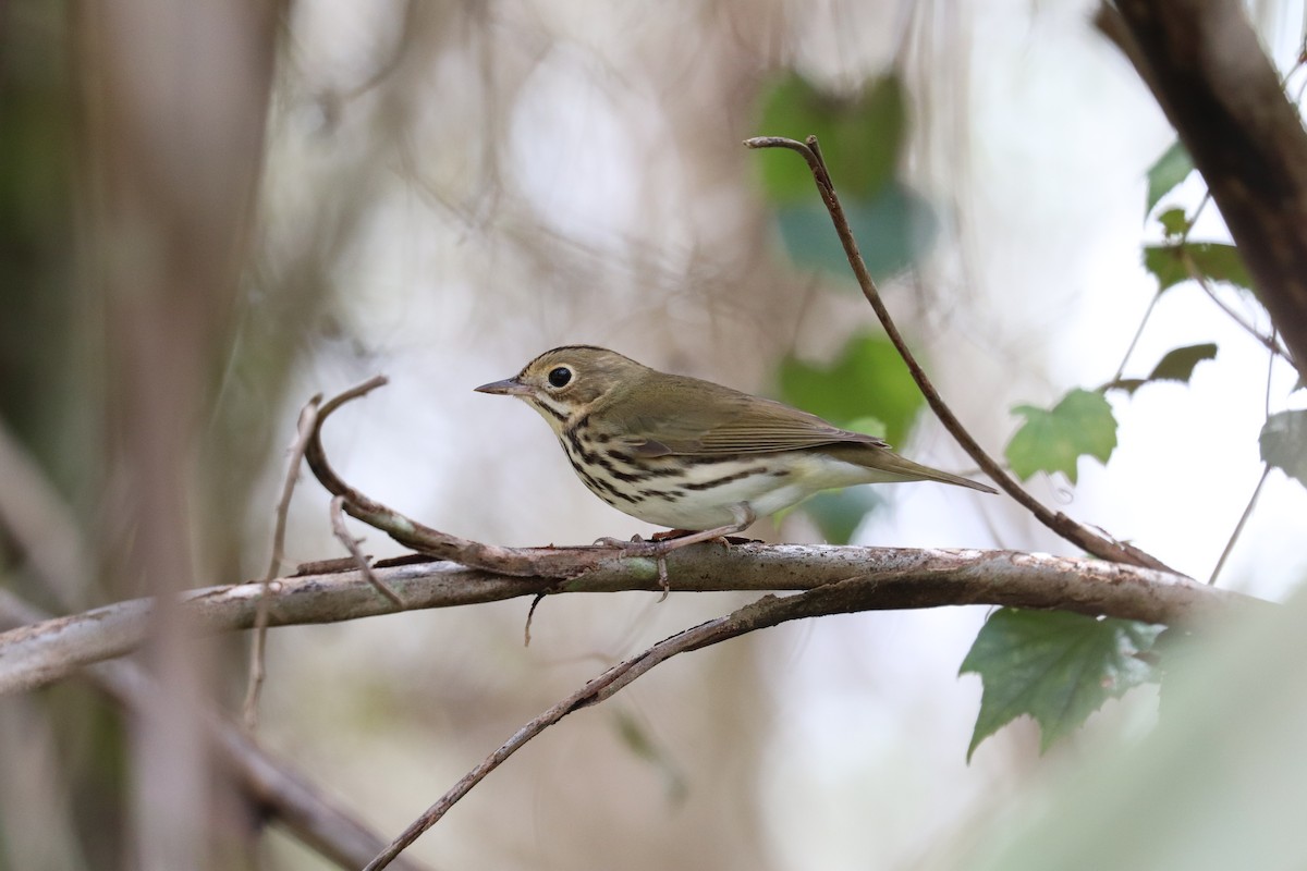 Ovenbird - ML643300771