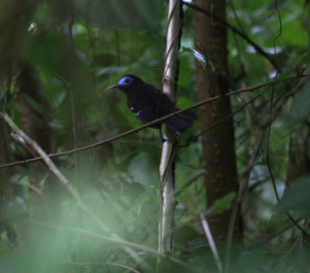 Bare-crowned Antbird - ML643300772