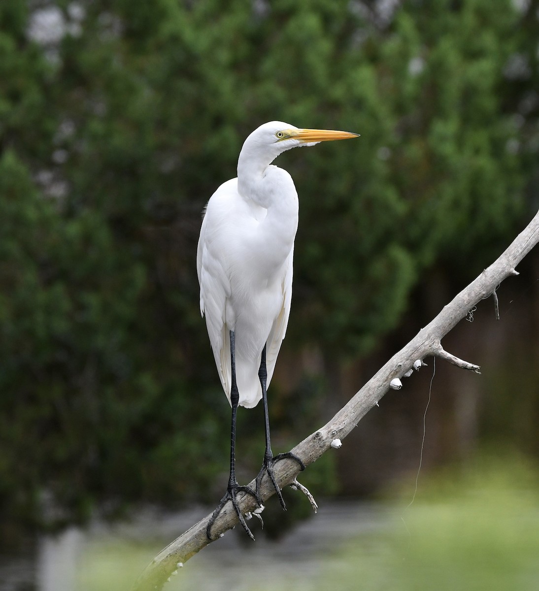 egretthegre - ML643300782