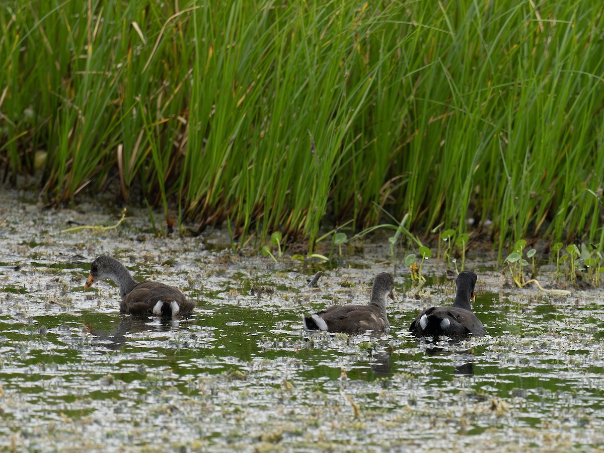 Common Gallinule - ML643300798
