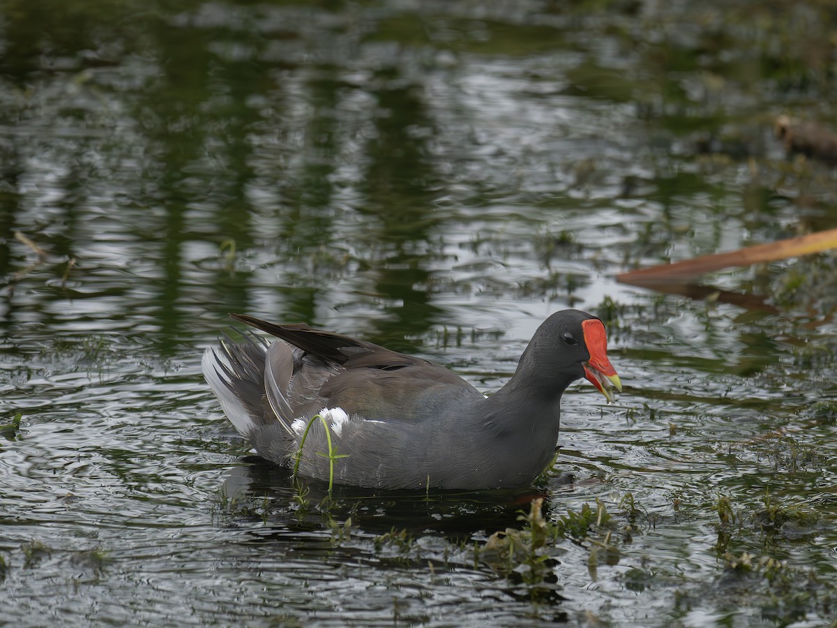 Common Gallinule - ML643300799