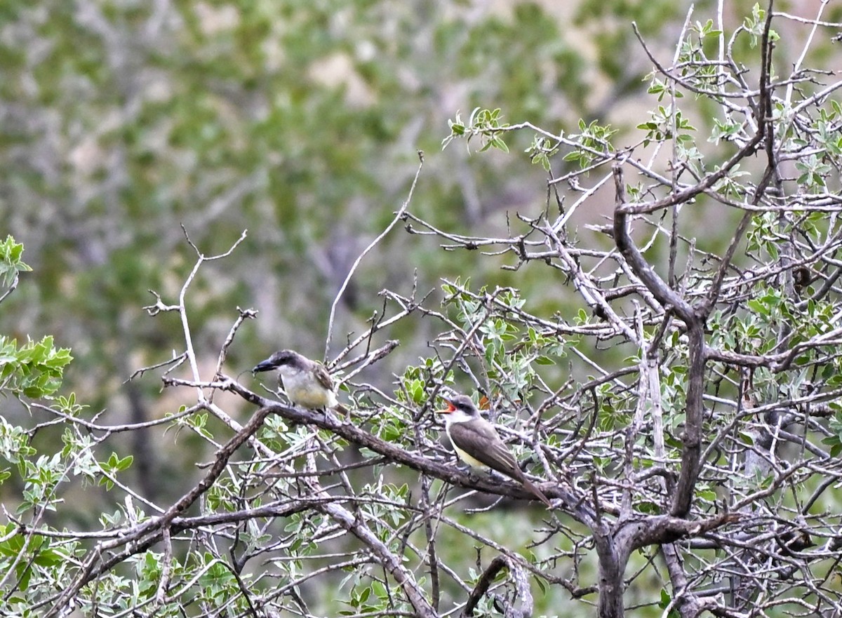 Thick-billed Kingbird - ML643300805