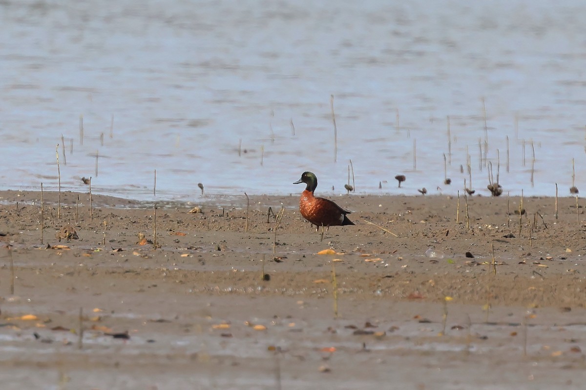Chestnut Teal - ML643300809