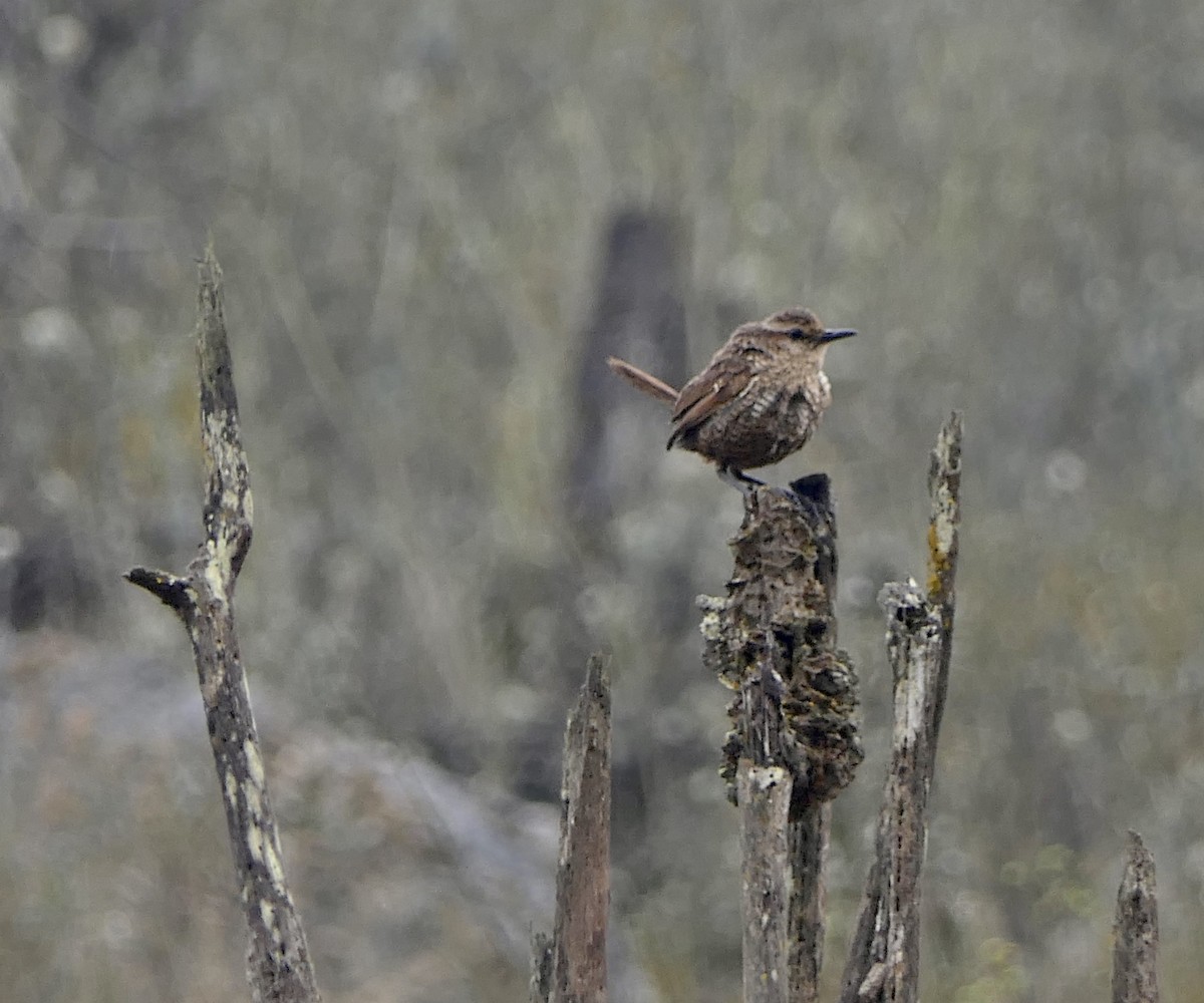 White-throated Tapaculo - ML643300813