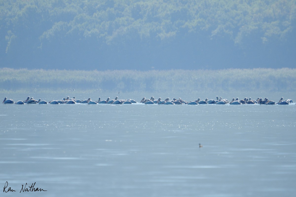 Dalmatian Pelican - ML643300814