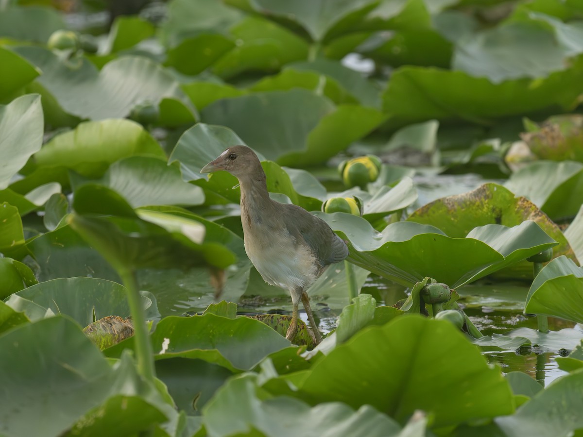 Purple Gallinule - ML643300825