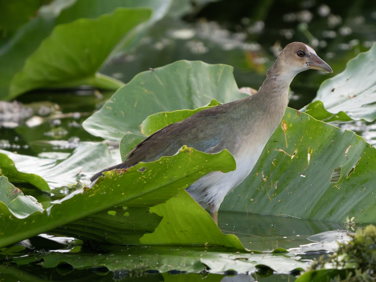 Purple Gallinule - ML643300826