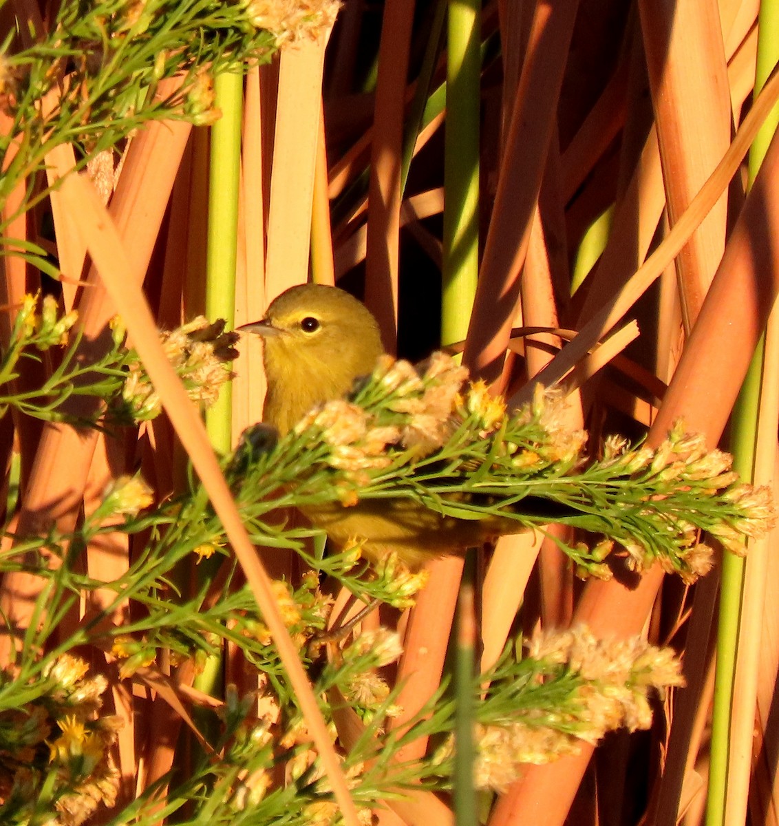 Orange-crowned Warbler - ML643300831