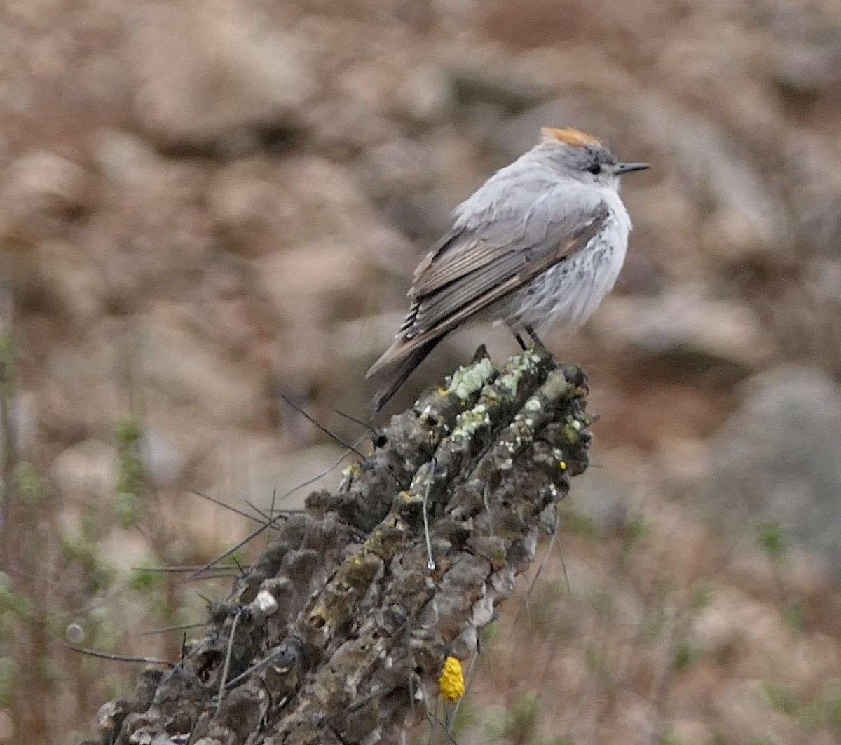 Rufous-naped Ground-Tyrant - ML643300832