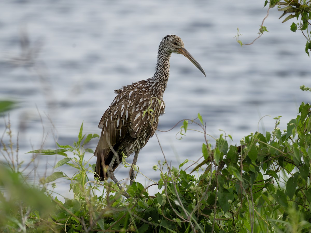 Limpkin - ML643300834