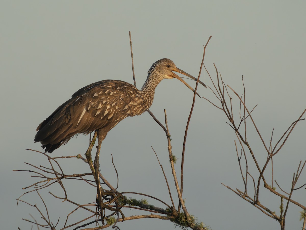Limpkin - ML643300835