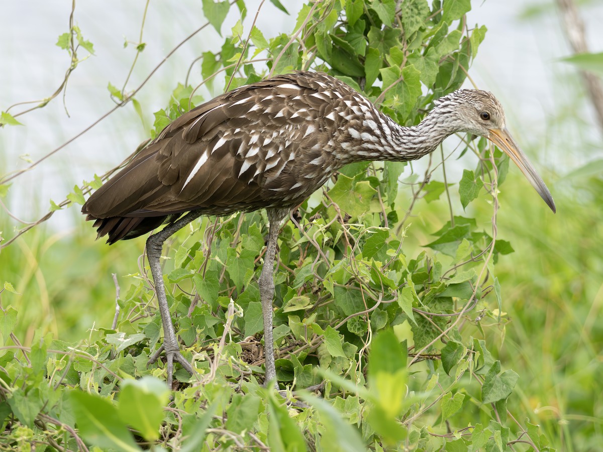 Limpkin - ML643300836