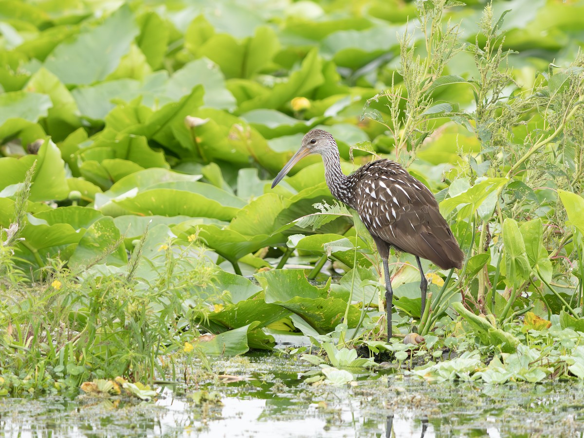 Limpkin - ML643300837