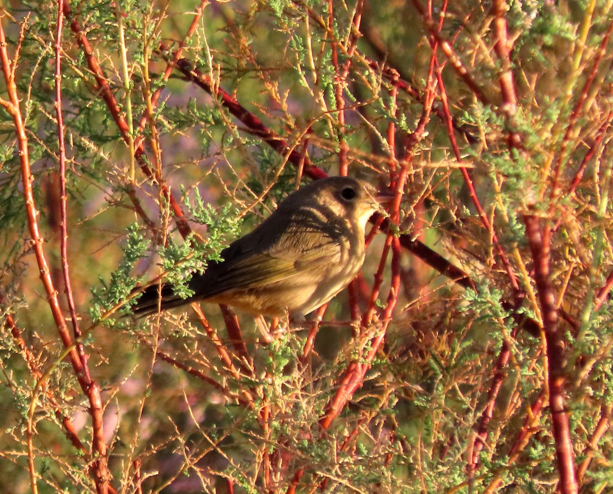 Common Yellowthroat - ML643300838