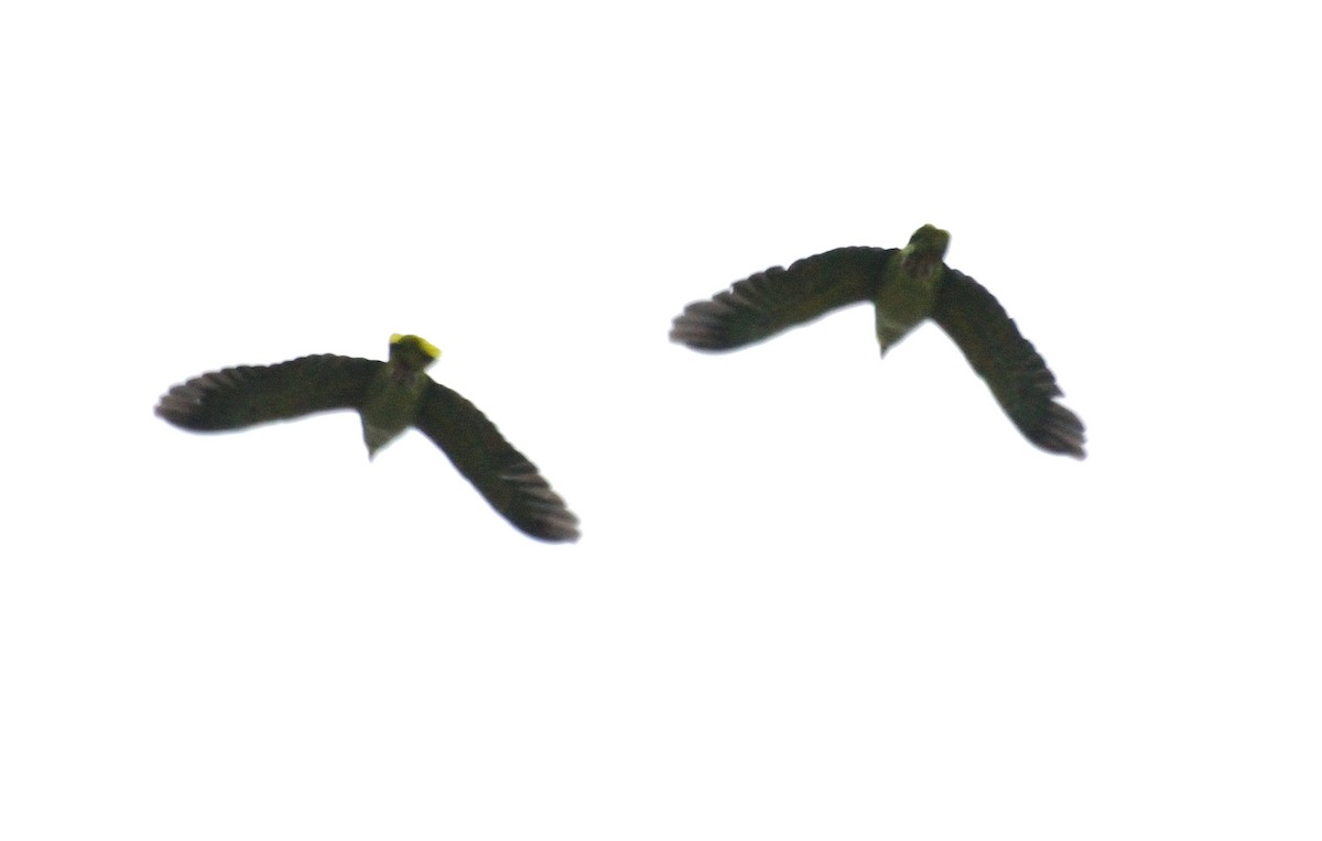 Yellow-headed Amazon - ML643300841
