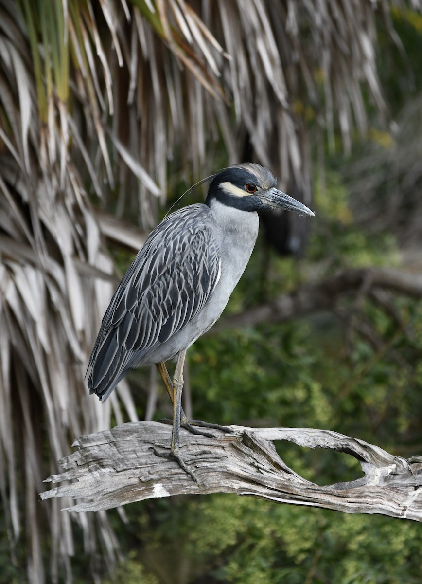 Yellow-crowned Night Heron - ML643300842