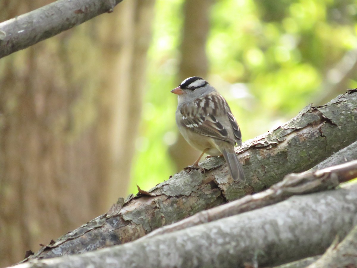 White-crowned Sparrow - ML643300844